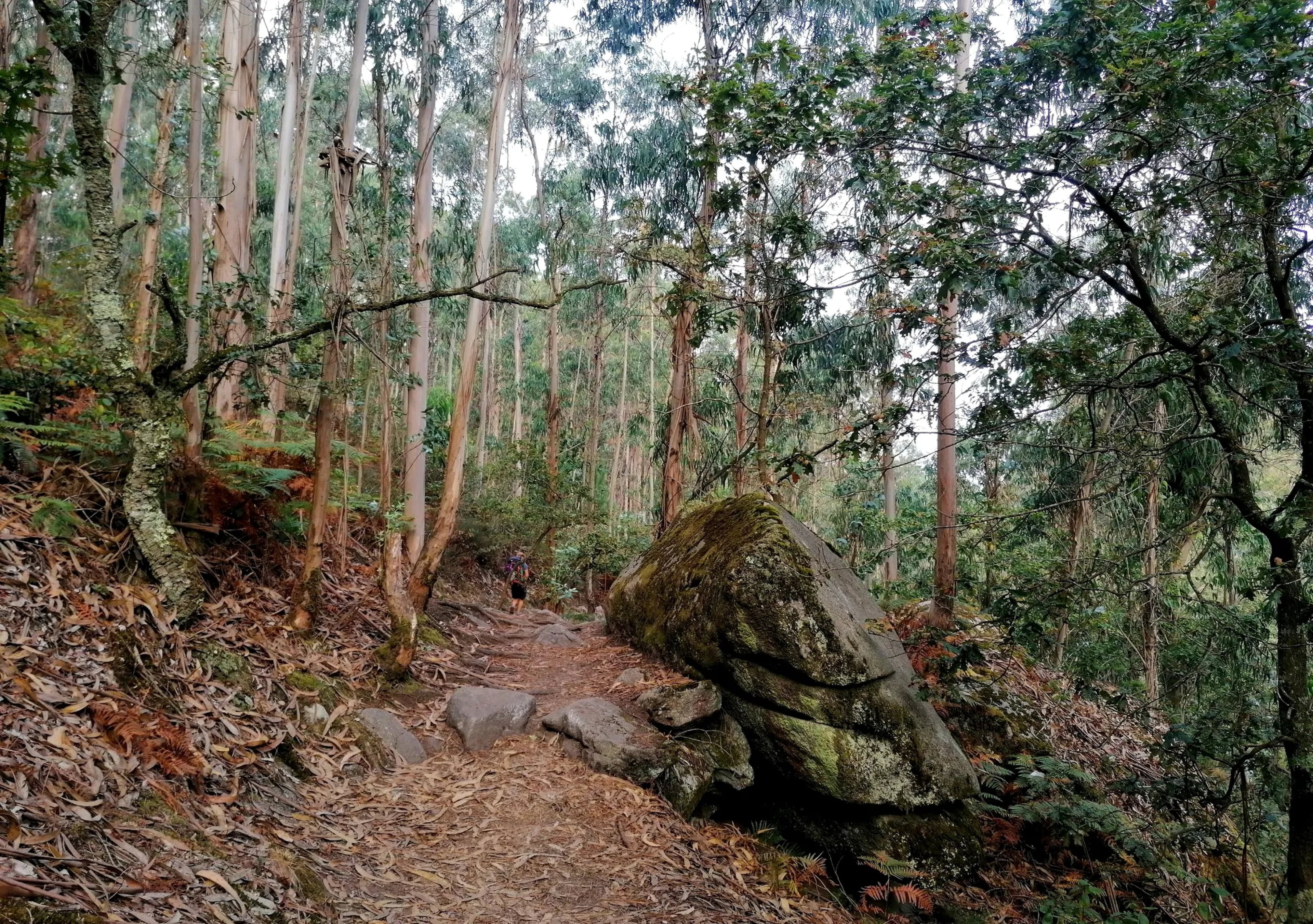 Forest trail near the hotel